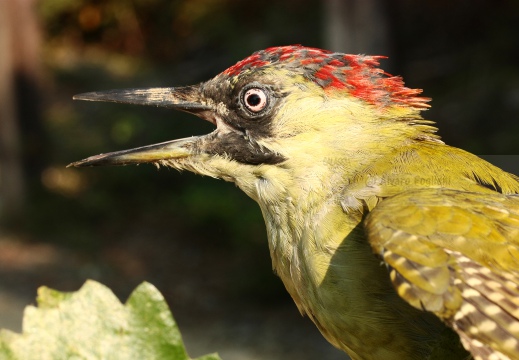 PICCHIO VERDE, Green Woodpecker, Picus viridis