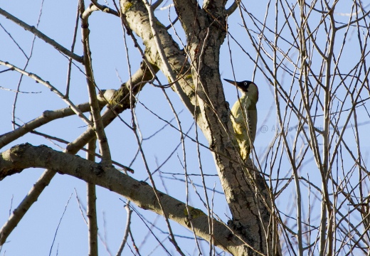 PICCHIO VERDE, Green Woodpecker, Picus viridis