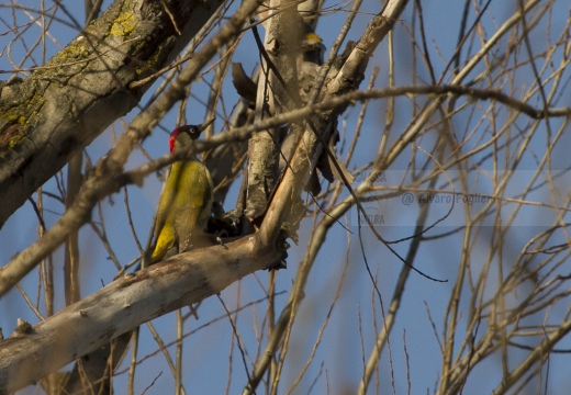 PICCHIO VERDE, Green Woodpecker, Picus viridis