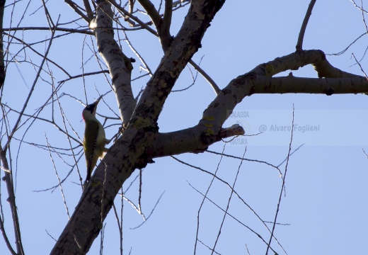 PICCHIO VERDE, Green Woodpecker, Picus viridis