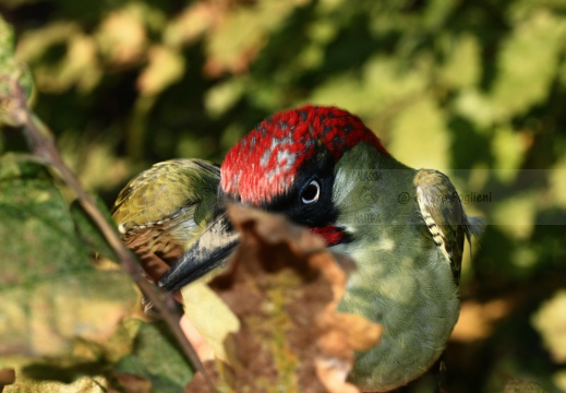 PICCHIO VERDE, Green Woodpecker, Picus viridis