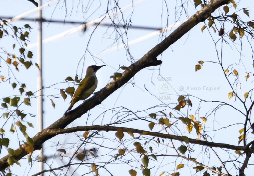 PICCHIO VERDE, Green Woodpecker, Picus viridis