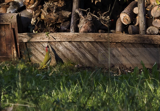 PICCHIO VERDE, Green Woodpecker, Picus viridis