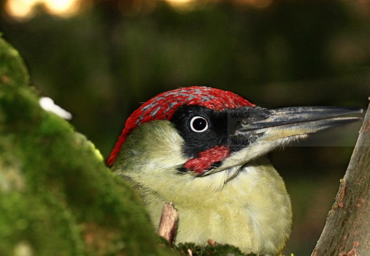 PICCHIO VERDE, Green Woodpecker, Picus viridis