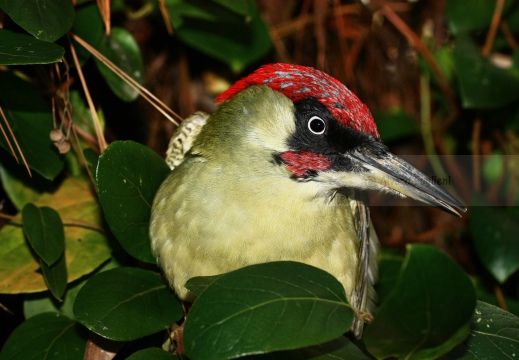 PICCHIO VERDE, Green Woodpecker, Picus viridis