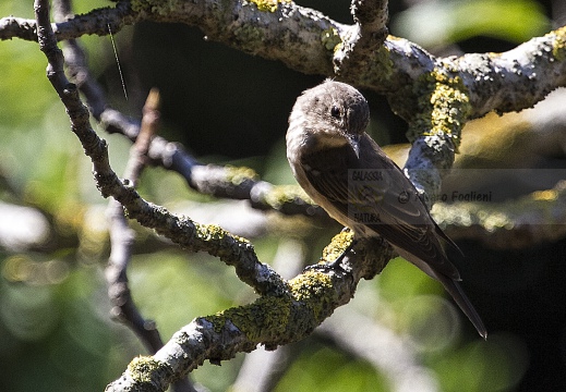 PIGLIAMOSCHE, Spotted Flycatcher, Muscicapa striata