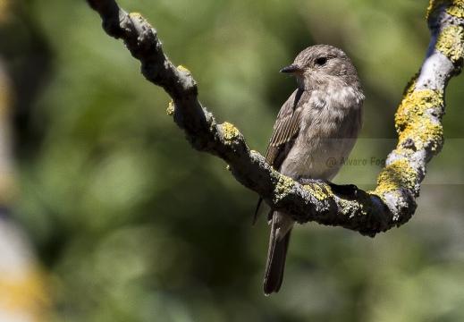 PIGLIAMOSCHE, Spotted Flycatcher, Muscicapa striata