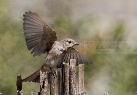 PIGLIAMOSCHE, Spotted Flycatcher, Muscicapa striata