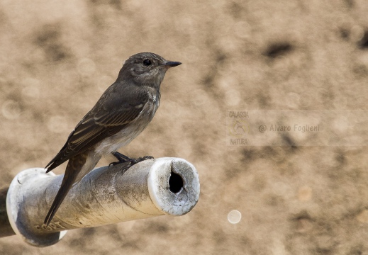 PIGLIAMOSCHE, Spotted Flycatcher, Muscicapa striata