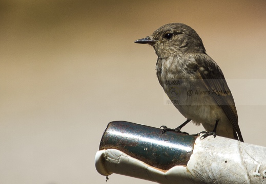 PIGLIAMOSCHE, Spotted Flycatcher, Muscicapa striata