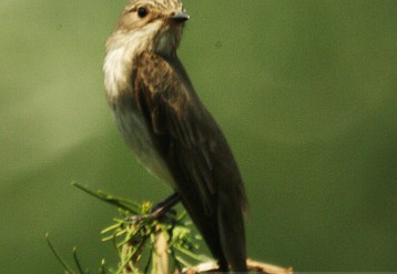 PIGLIAMOSCHE, Spotted Flycatcher, Muscicapa striata