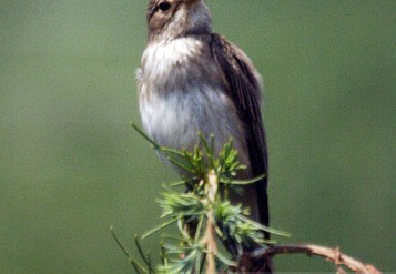 PIGLIAMOSCHE, Spotted Flycatcher, Muscicapa striata