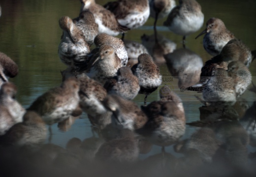 PIOVANELLO PANCIANERA, Dunlin, Calidris alpina 