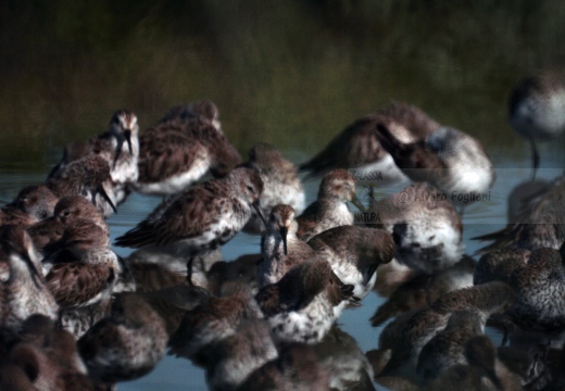 PIOVANELLO PANCIANERA, Dunlin, Calidris alpina 