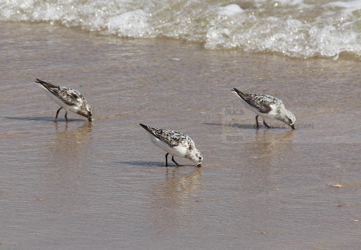 PIOVANELLO TRIDATTILO, Sanderling, Calidris alba 