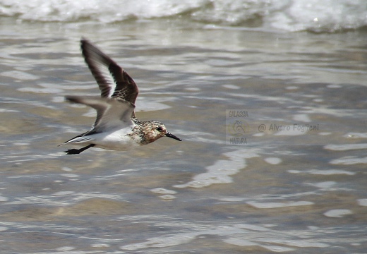 PIOVANELLO TRIDATTILO, Sanderling, Calidris alba 