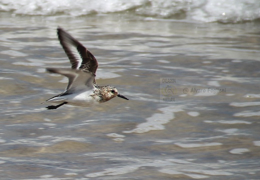 PIOVANELLO TRIDATTILO, Sanderling, Calidris alba 