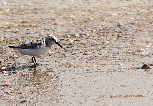 PIOVANELLO TRIDATTILO, Sanderling, Calidris alba 