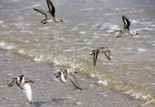 PIOVANELLO TRIDATTILO, Sanderling, Calidris alba 