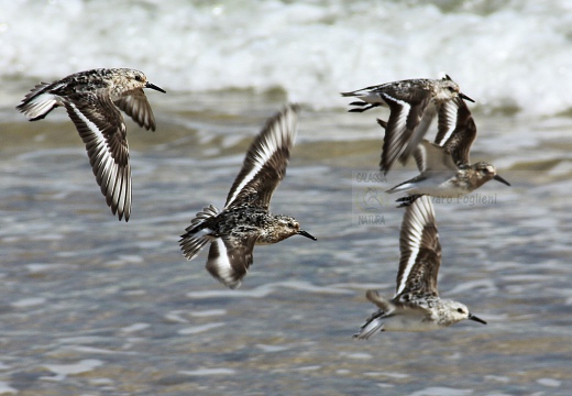 PIOVANELLO TRIDATTILO, Sanderling, Calidris alba 