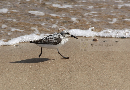 PIOVANELLO TRIDATTILO, Sanderling, Calidris alba 