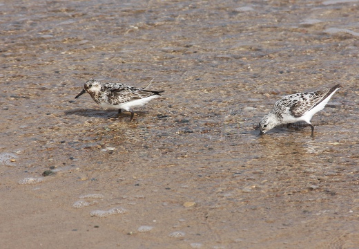 PIOVANELLO TRIDATTILO, Sanderling, Calidris alba 