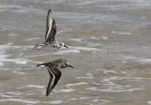 PIOVANELLO TRIDATTILO, Sanderling, Calidris alba 