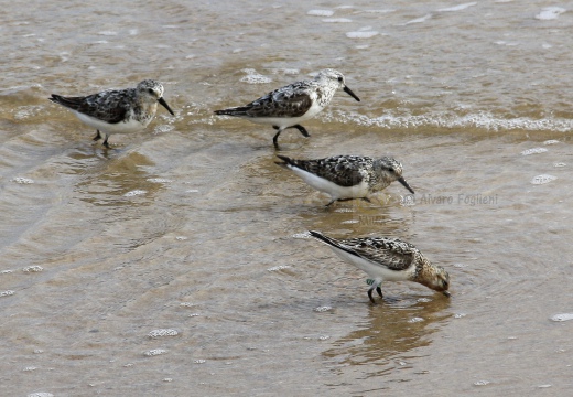 PIOVANELLO TRIDATTILO, Sanderling, Calidris alba 