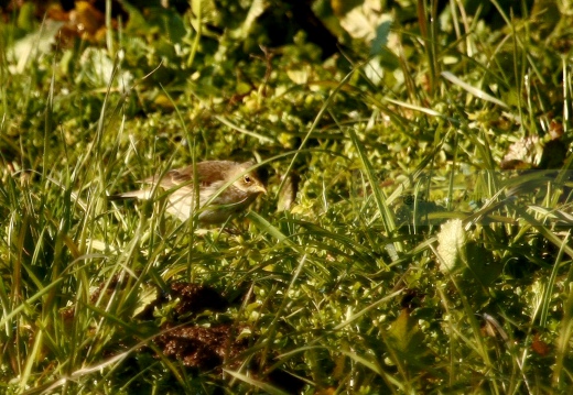 PISPOLA, Meadow Pipit, Anthus pratensis