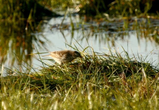 PISPOLA, Meadow Pipit, Anthus pratensis