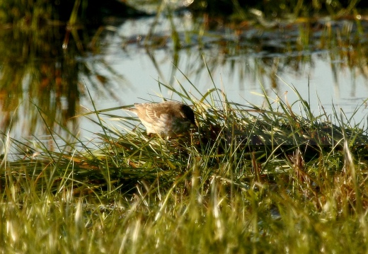 PISPOLA, Meadow Pipit, Anthus pratensis