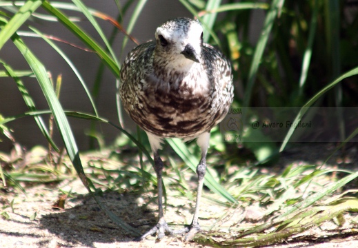 PIVIERE DORATO, Golden Plover, Pluvialis apricaria