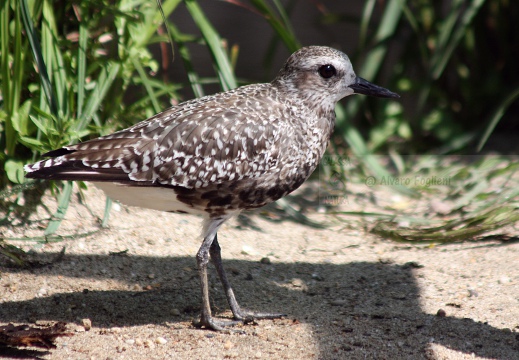 PIVIERE DORATO, Golden Plover, Pluvialis apricaria