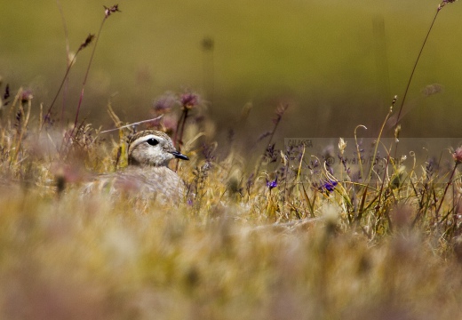 PIVIERE TORTOLINO, Dotterel, Charadrius morinellus