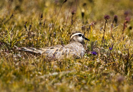 PIVIERE TORTOLINO, Dotterel, Charadrius morinellus