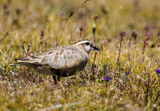 PIVIERE TORTOLINO, Dotterel, Charadrius morinellus