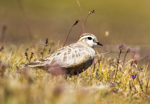 PIVIERE TORTOLINO, Dotterel, Charadrius morinellus