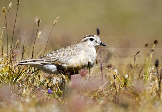 PIVIERE TORTOLINO, Dotterel, Charadrius morinellus