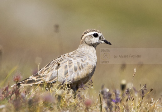 PIVIERE TORTOLINO, Dotterel, Charadrius morinellus