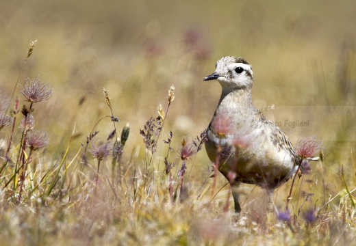 PIVIERE TORTOLINO, Dotterel, Charadrius morinellus