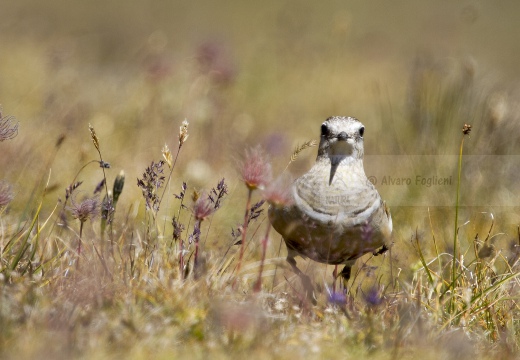 PIVIERE TORTOLINO, Dotterel, Charadrius morinellus