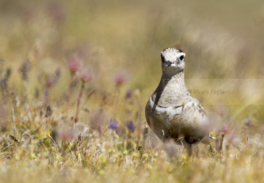 PIVIERE TORTOLINO, Dotterel, Charadrius morinellus