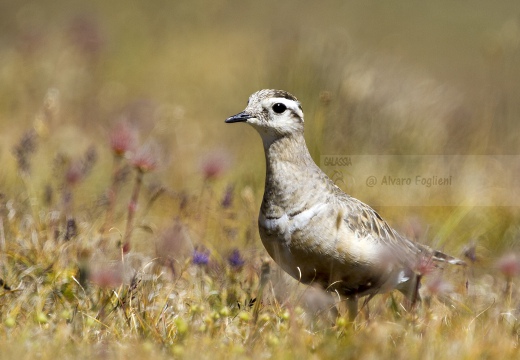 PIVIERE TORTOLINO, Dotterel, Charadrius morinellus