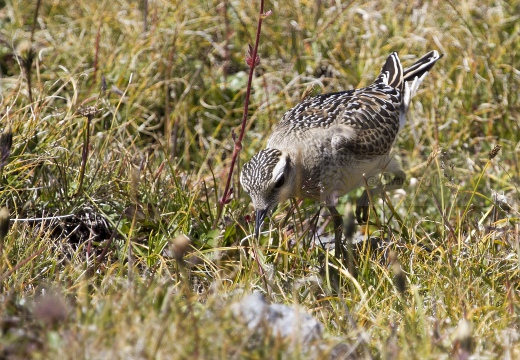 PIVIERE TORTOLINO, Dotterel, Charadrius morinellus