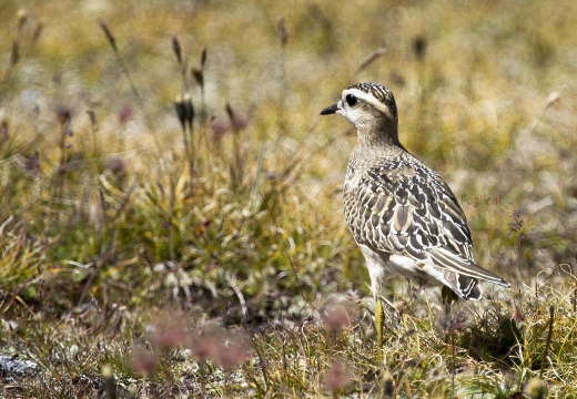 PIVIERE TORTOLINO, Dotterel, Charadrius morinellus