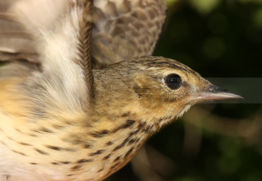 PRISPOLONE, Tree Pipit, Anthus trivialis 