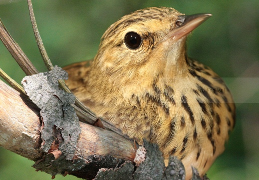 PRISPOLONE, Tree Pipit, Anthus trivialis 