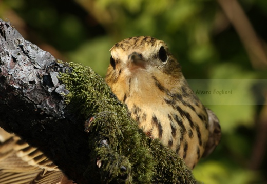 PRISPOLONE, Tree Pipit, Anthus trivialis 