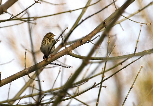 PRISPOLONE, Tree Pipit, Anthus trivialis 