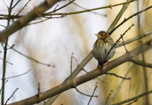 PRISPOLONE, Tree Pipit, Anthus trivialis 